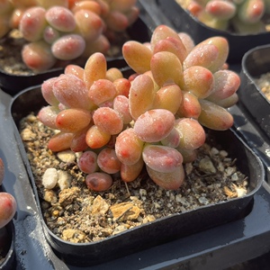 正版苹果奶酪多肉苹果美人老桩控养新手萌肉庭院趣味植物产地直发