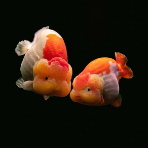 兰寿金鱼观赏鱼精品小尾玉兔奶牛三色重墨红白红色黑色国粹冷水