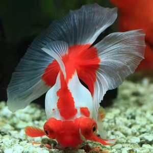 精品熊猫蝶尾金鱼冷水观赏鱼黑白 三色 红白包金五花蝶尾包活好养