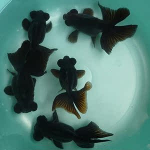 龙睛金鱼活体观赏鱼冷水鱼金鱼黑龙睛 红龙睛金鱼活体精品包邮