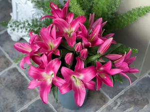 竞争百合多头3支12朵秒杀