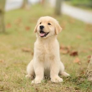 纯种金毛幼犬赛级导盲犬大骨架巡回猎犬幼崽活体宠物狗狗犬舍出售