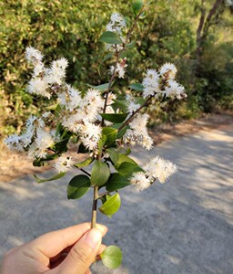 甜叶子花 花束 小叶山矾花 冻青花 冻青树 动青花 动青树顺丰到付