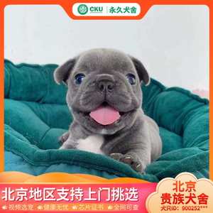 北京犬舍纯种赛级双血统法国斗牛犬幼犬短毛蓝灰色法斗超小体法牛