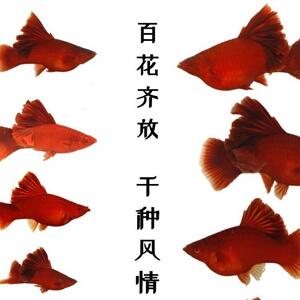 高鳍红箭鱼高鳍红剑鱼高鳍菊花帆红剑鱼活体鱼苗孔雀鱼小型观赏鱼