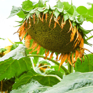 矮大头油葵种子高产饱满原种美国矮大头向日葵种籽食用观赏葵花子