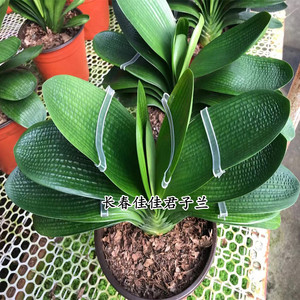 珍珠疙瘩王 巨无霸宽15厘米 圆头短叶麻脸君子兰阳台绿植花卉盆栽