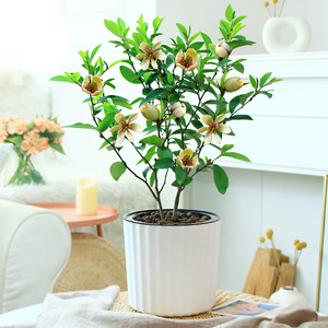 含笑花盆栽四季浓香型庭院阳台植物树苗带花苞室内好养活观花绿植