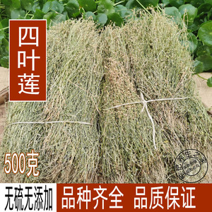 四叶莲 新货野生四叶莲 四合莲 天良草500克包邮