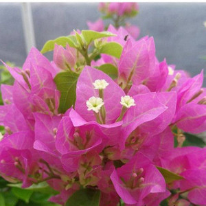 三角梅比芭粉室内室外盆栽 爬藤花卉中苗重瓣大苗