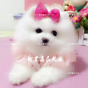 纯种长不大博美犬幼犬活体茶杯犬迷你球体俊介犬哈多利宠物狗狗