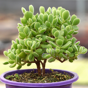 多肉熊童子老桩