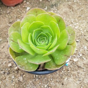多肉植物 加州香炉盘 贵货正版 防辐射 蒙福多肉植物园