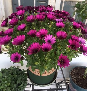 花苗四季开花室外多年生