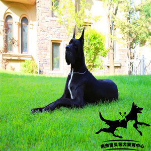 【纯种大丹犬】纯种大丹犬品牌,价格 - 阿里巴巴