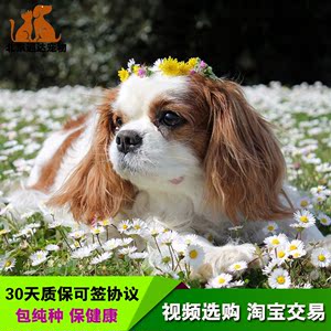 骑士查理王猎犬