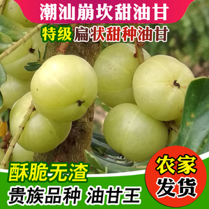 潮汕普宁崩坎甜油甘甜种新鲜油甘果牛甘余甘果子柿饼甜油甘孕妇果