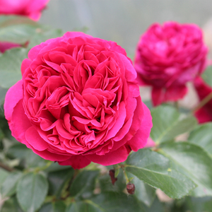 红色龙沙宝石欧洲爬藤月季多季开花蔷薇花苗大花藤本浓香型玫瑰花