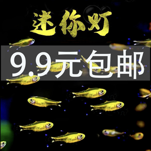 迷你灯鱼满天星热带观赏鱼小型红绿灯金线灯鱼草缸群游灯科鱼活体