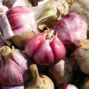 黑龙江特产大蒜食用东北散装农家紫皮蒜青蒜 满三斤包邮