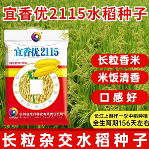 宜香优2115水稻种子长粒香米稻谷种杂交水稻种籽米质优饭好吃谷种