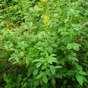 90aimierlx淘宝寻百草野生仙鹤草中药材狼牙草中药龙牙草脱力龙芽草