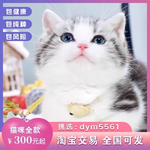 220美国短毛猫美短猫小猫活物猫咪活幼体宠物猫幼崽标斑加白起司