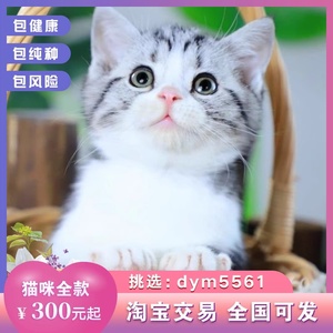 215美国短毛猫美短猫小猫活物猫咪活幼体宠物猫幼崽标斑加白起司