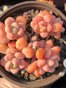 媋藤园艺 木糖醇 新香水新年福利一物一拍多头群生多肉植物粉嫩