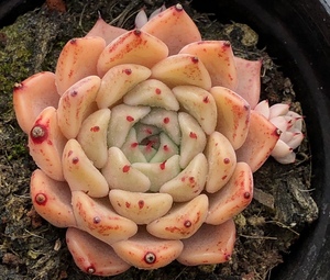 沙罗姬牡丹多肉