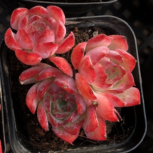 媋藤园艺 小桃红 水月多肉植物老桩群生一物一拍阳台好养