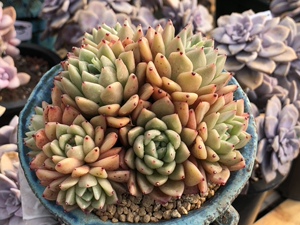 媋藤园艺 拉霍亚拉霍亚爪冬云乌木系多头群生捧花一物一拍多肉