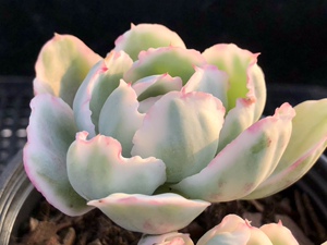 媋藤园艺 伯克利锦 单头多头群生老桩一物一拍多肉植物