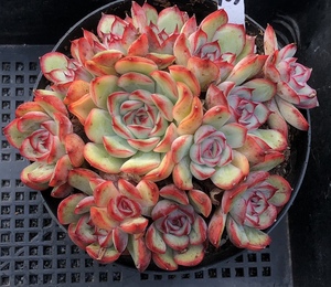 荷花 多头群老桩 勇敢雨燕座 一物一拍多肉植物好养红边月影系