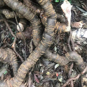 福建中药材 野生南蛇藤 纯根 过山龙 过山枫大南蛇穿山龙500g包邮