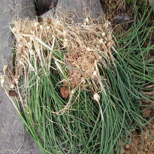 贵州特产野葱石阡大沙坝关刀土野葱野蒜农家菜香下饭菜2斤装包邮
