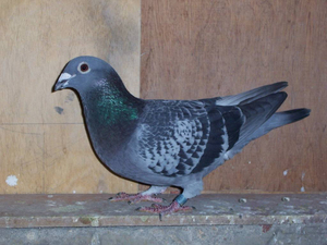 散养雨点信鸽种鸽活体鸽子比赛青年鸽大鼻子成绩鸽幼鸽观赏鸽一对