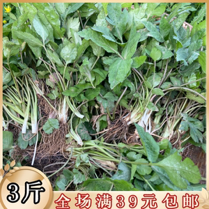 吉农坡旗舰店天猫湖南湘西野生鸭脚板大叶芹野芹菜山芹菜鸭儿芹 鹅