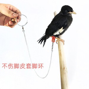 鹦鹉脚链不伤脚八哥栓鸟绳鸟链子超轻玄风虎皮牡丹放飞遛鸟绳皮套
