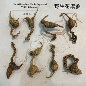 西洋参特级野生