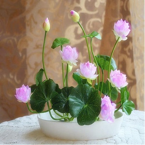 四季播种碗莲种子已开口30粒水培植物睡莲水生荷花盆栽绿植花卉