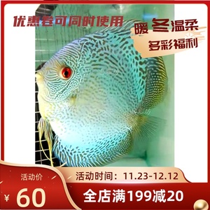 品彩坊七彩神仙鱼