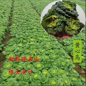 新鲜菜 安徽 霜冻黄心菜 农家黄心乌 塌菜青菜 黑白菜 火锅蔬菜