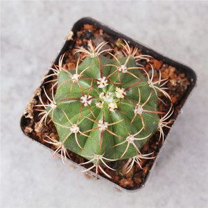 卷云仙人球 强刺花座球属多肉植物小盆栽 好养度夏开花室内花卉