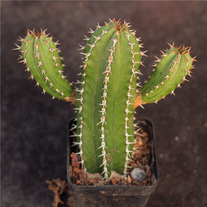 大将军仙人柱 沙生好养造景多肉植物花卉盆栽 桌面防辐射绿植耐旱