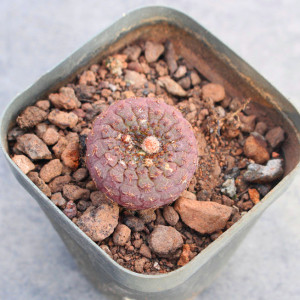 天惠丸士童 母本实生开花仙人球 籽播萝卜根稀缺品种小苗盆栽多肉