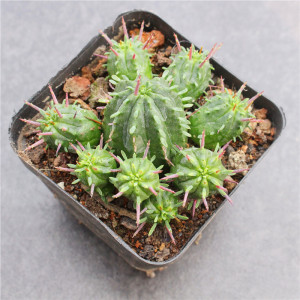 火麒麟仙人球 群生大戟科红彩阁多肉植物小盆栽 好养绿植实生花卉