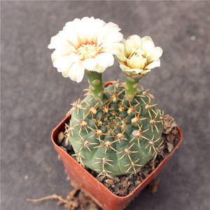 瑞昌玉 实生仙人球小盆栽 裸萼球属开花植物 稀缺防辐射 一物一拍