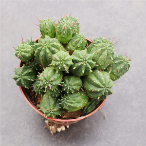 大颗火麒麟仙人球 大戟科红彩阁无刺开花多肉植物防辐射 窗台绿植