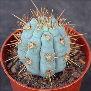 佛塔柱仙人球 超大仙人柱蓝色小盆栽 开花室内装饰好养 稀缺花卉